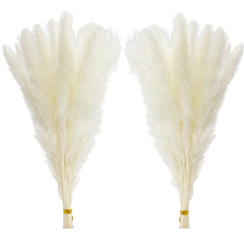 Comtelek 30 St Ck Pampasgras 45cm Nat Rlich