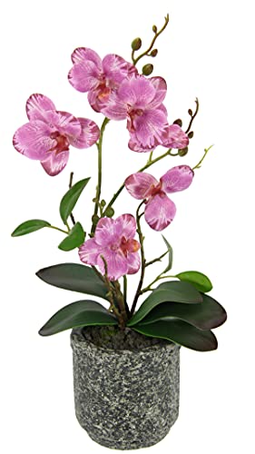 Kunstblume Schmetterling Orchidee Mit Bl Tter Und Luftwurzeln