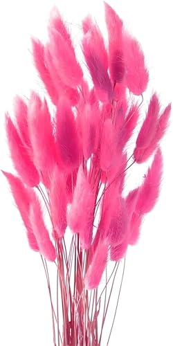 Pampasgras Trockenblumen 50 St Ck Elegantes Pampasgras Deko