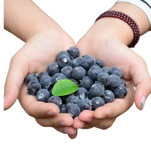 Rikyo 50 St Ck K Nstliche Blaubeeren Gef