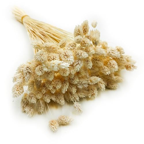 Enchanted Dekogras Getrocknetes Gras Ziergras Kanariengras Phalaris Trockenblumen
