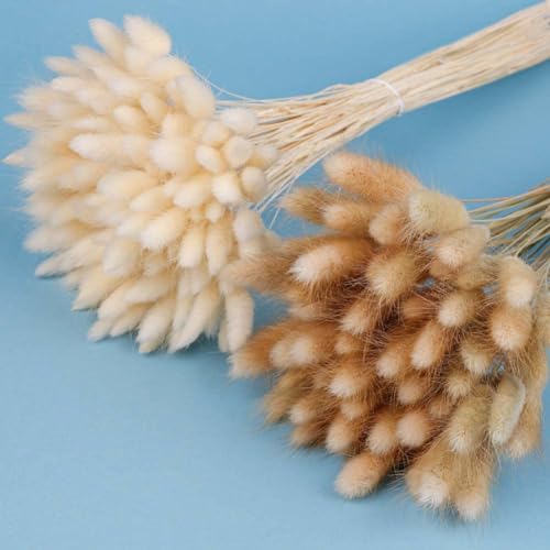 120 Pcs Trockenblumen Klein Pampasgras 45 Cm Nat