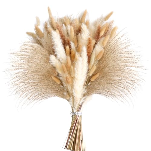 Pampasgras Deko 49 St Ck Pampasgras Klein Bunny