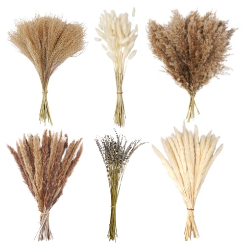 200 St Ck Pampasgras Deko Trocken 44cm Hoch
