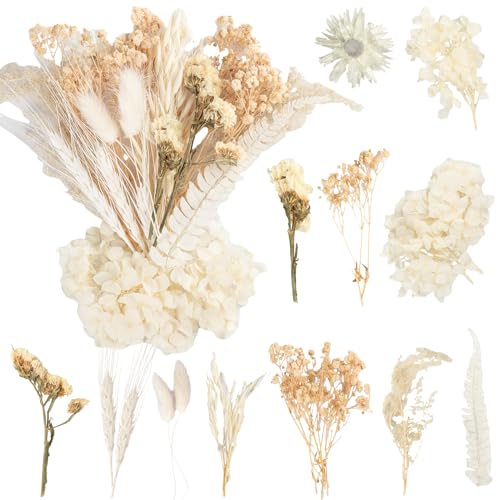 Laumoe Trockenblume Beige Deko Blumen Pampasgras Klein Getrocknete