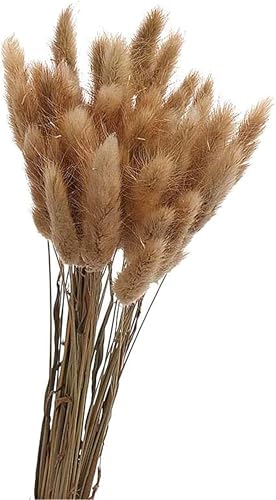 Pampasgras Trockenblumen 50 St Ck Elegantes Pampasgras Deko