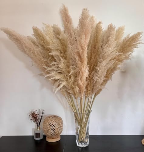 15 St Ck 100cm Pampasgras Gro Nat Rliche