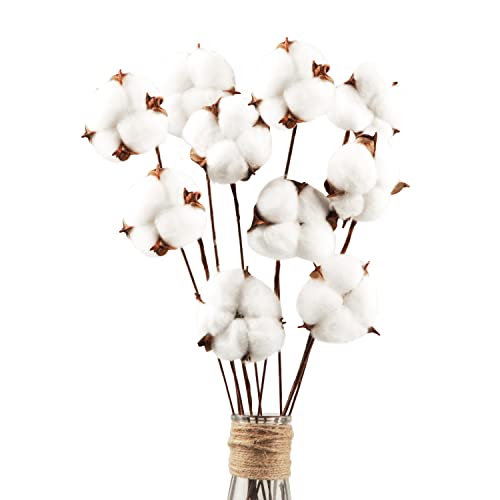 10 St Ck Baumwolle Deko Nat Rlich Getrocknete