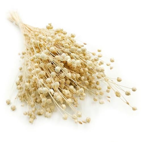 Enchanted Dekogras Getrocknetes Gras Flachs Ziergras Leinen Trockenblumen