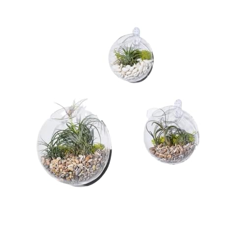 Set Von 3 Wandblasen Terrarien Moderne Wandvasen F