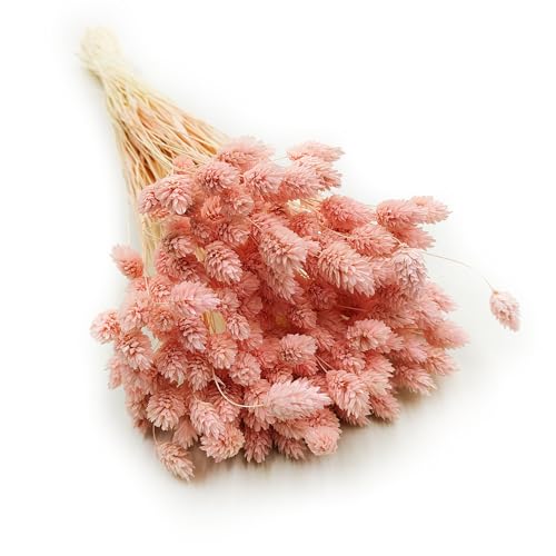 Enchanted Dekogras Getrocknetes Gras Ziergras Kanariengras Phalaris Trockenblumen