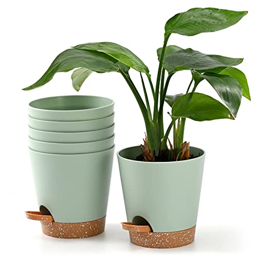 Qaobo Blument Pfe 6 St Ck 12 7