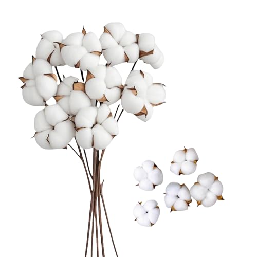 Caitang 10 St Ck Getrocknete Baumwolle Zweig Und