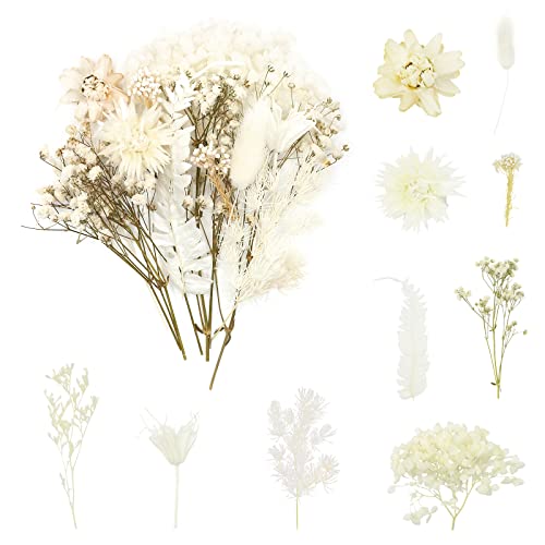 Anlioto Trockenblumen Wei Mini Trockenblumen Klein Beige Zum