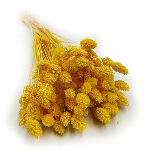 Enchanted Dekogras Getrocknetes Gras Ziergras Kanariengras Phalaris Trockenblumen