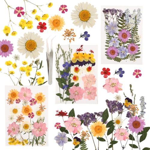 Getrocknete Blumen Set 66 St Ck Gepresste Blumen