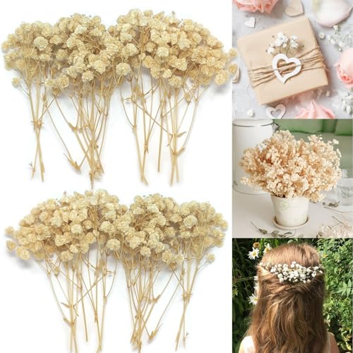 Schleierkraut Getrocknet 15cm Trockenblumen Zum Basteln 20 St