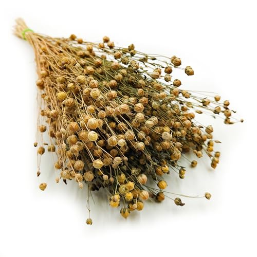 Enchanted Dekogras Getrocknetes Gras Flachs Ziergras Leinen Trockenblumen