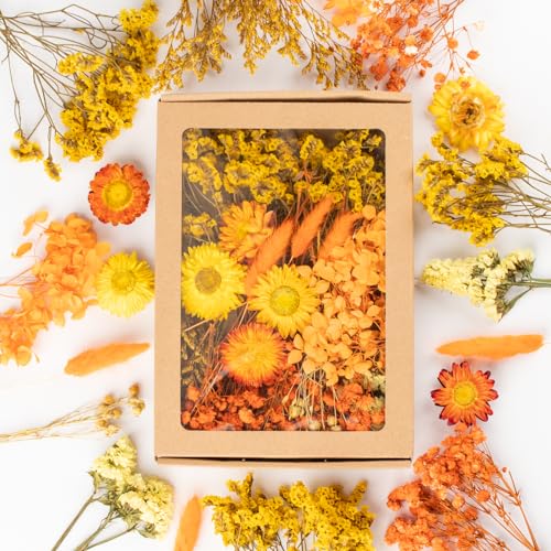 Laumoe Getrocknete Blumen Trockenblumen Trockenblumen Zum Basteln Mini