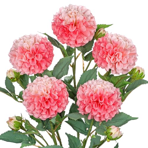 Hollyone 5 St Ck K Nstliche Dahlien Rosa