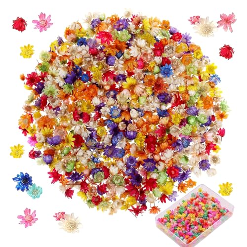 Canollo 200 St Ck Trockenblumen Zum Basteln Mini