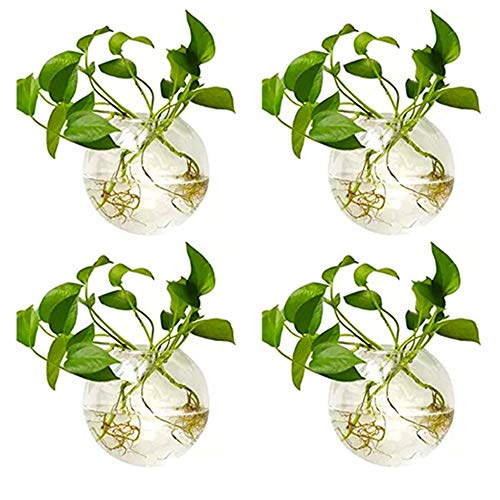 Nuptio Wandvase F R Pflanzen Innen Glas Blumen