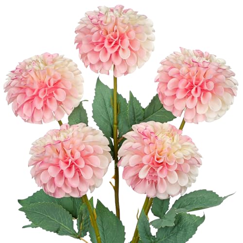 Hollyone 5 St Ck K Nstliche Dahlien Rosa