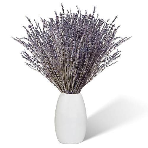 Lavendel Getrocknet 100 St Ngel 43 Cm Lang