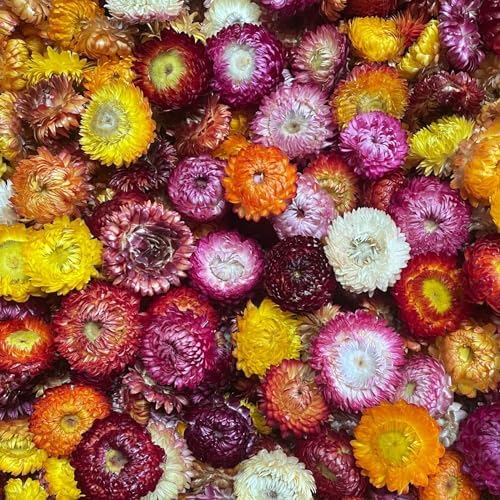 Aiyong Ca 110 St Ck K Pfe Naturgerbera